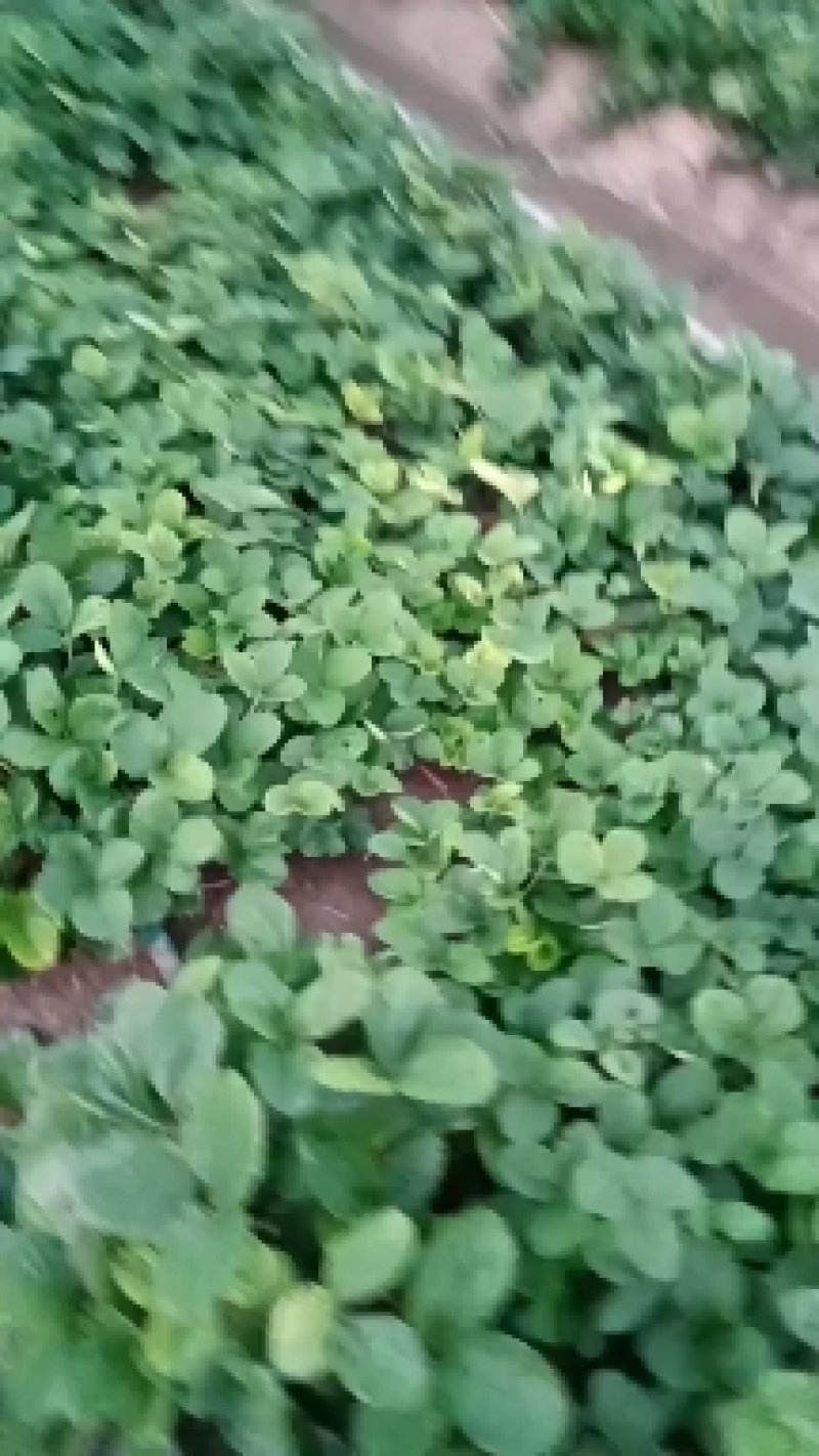 草莓苗出售
