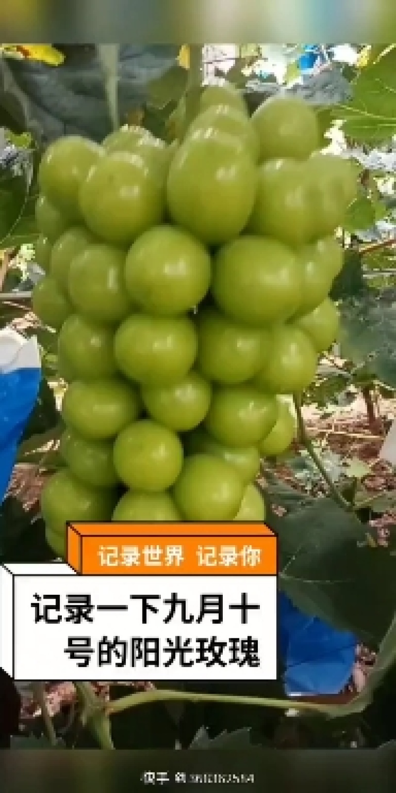 冷棚，露地，冷库辽峰巨峰阳光玫瑰葡萄和露地巨峰大量上市
