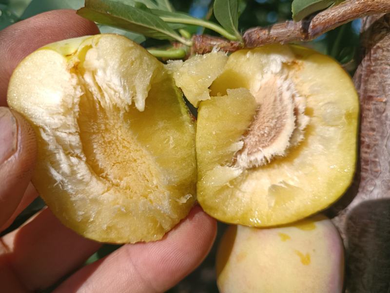 优质：李子，量大质优价格优惠，一手货源欢迎咨询采购