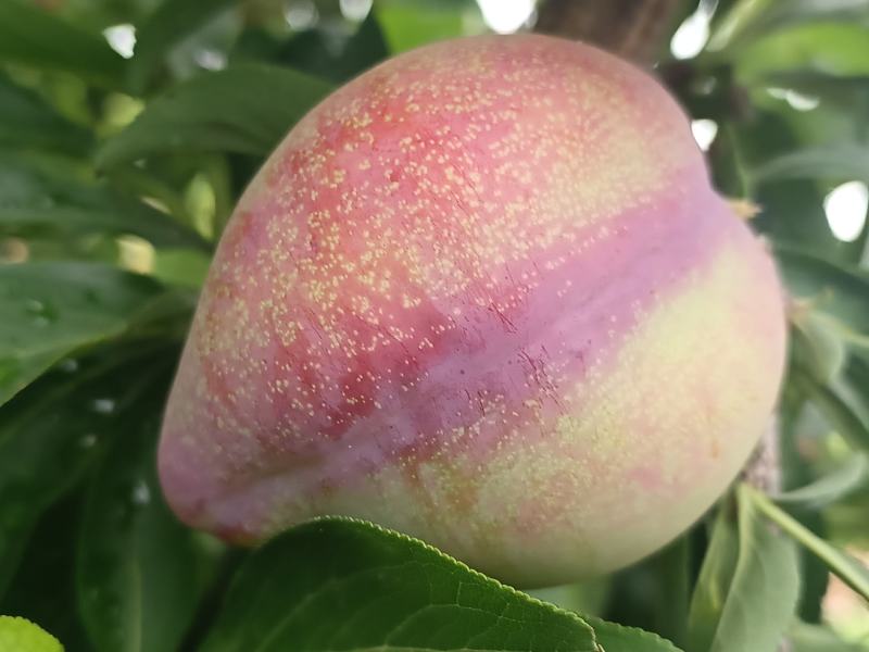优质：李子，量大质优价格优惠，一手货源欢迎咨询采购
