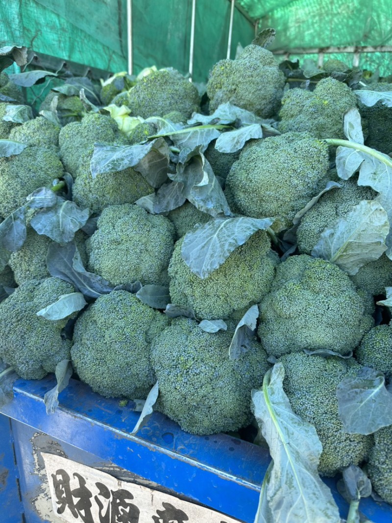 基地精品西兰花，个头均匀，产地直发，市场，电商诚信经营。
