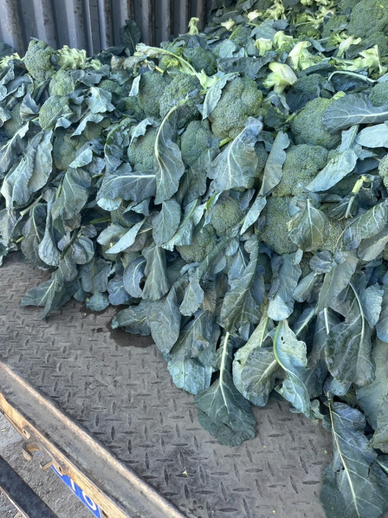 基地精品西兰花，个头均匀，产地直发，市场，电商诚信经营。