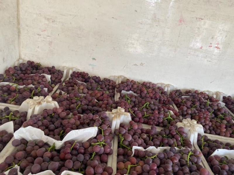 河北省邯郸市永年区豆下乡洋洋冷库巨峰葡萄大量出库中