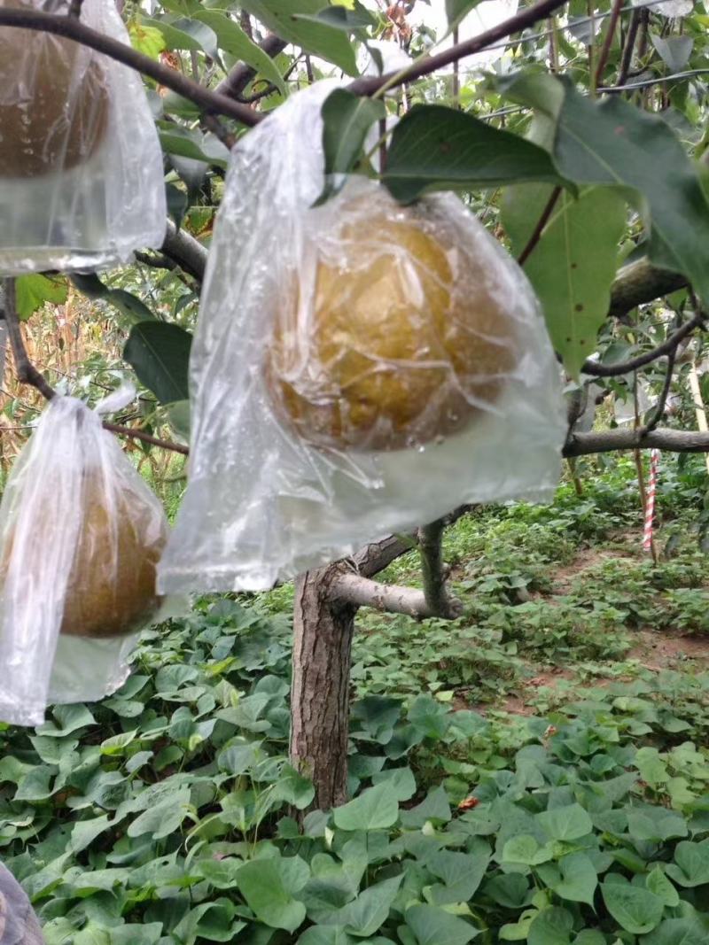 苍溪雪梨大量上市味道口感巴适的板