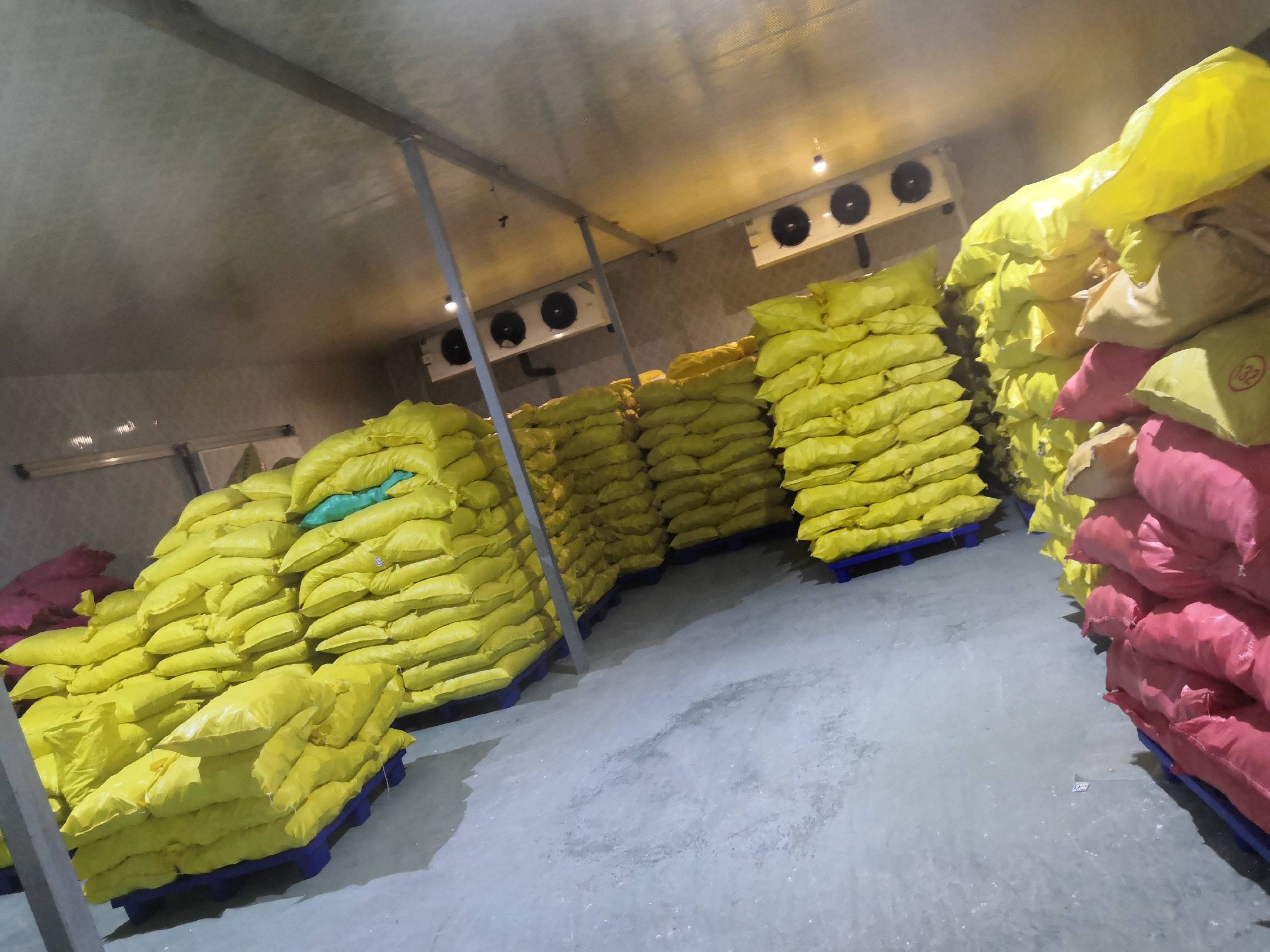 小芋头储存方式示意图,展示通风存放的正确方法 小芋头储存方式示意图,展示通风存放的正确方法