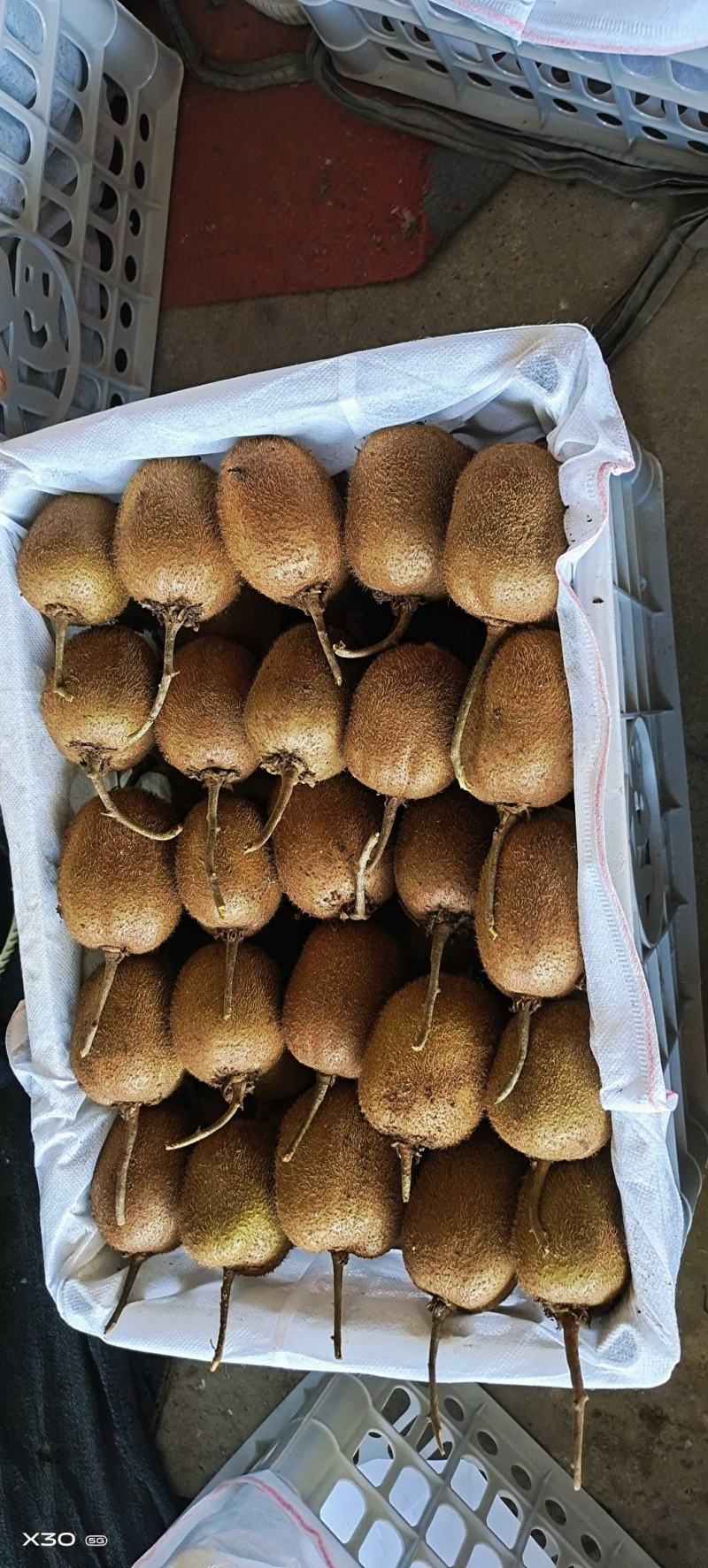 【精品】猕猴桃河南海沃德猕猴桃奇异大量上市产地源头直发