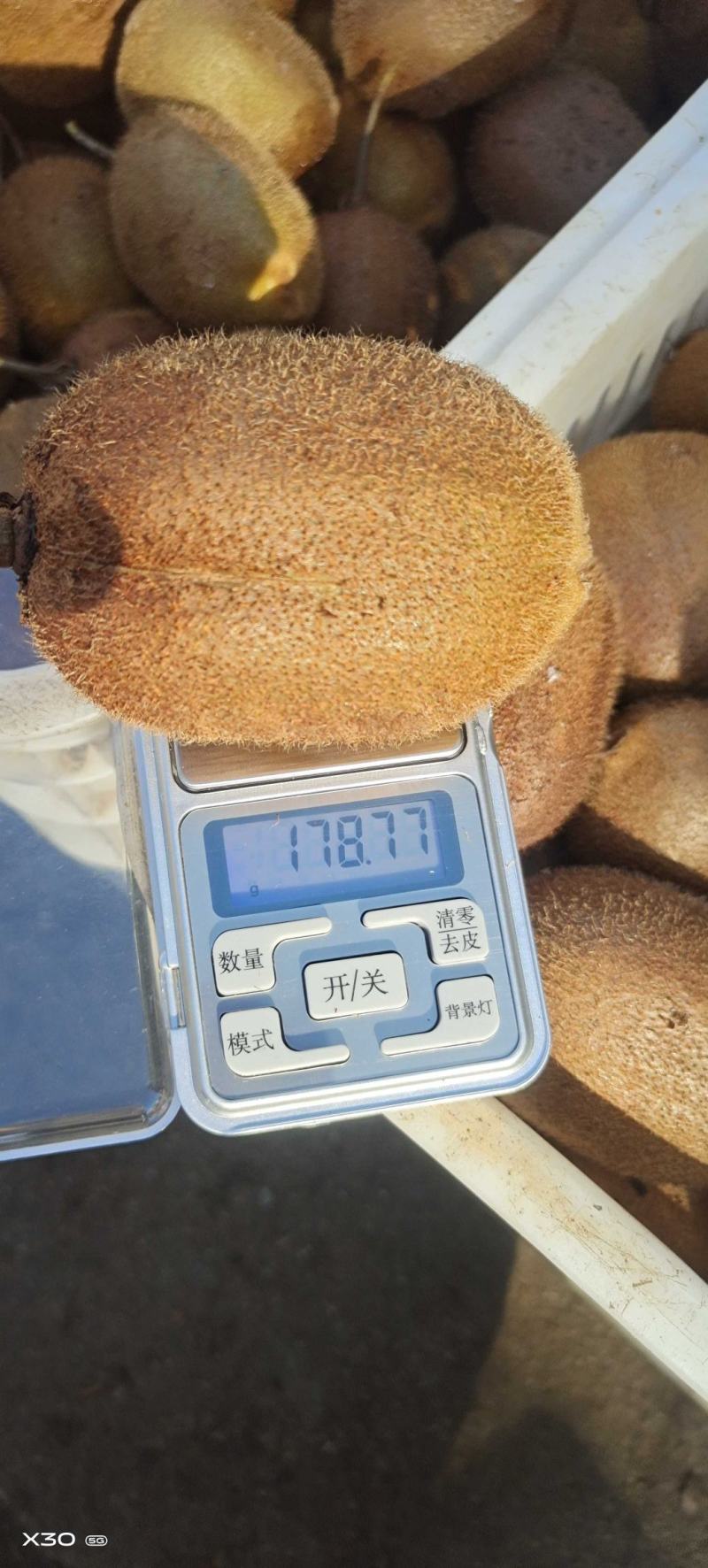 【精品】猕猴桃河南海沃德猕猴桃奇异大量上市产地源头直发