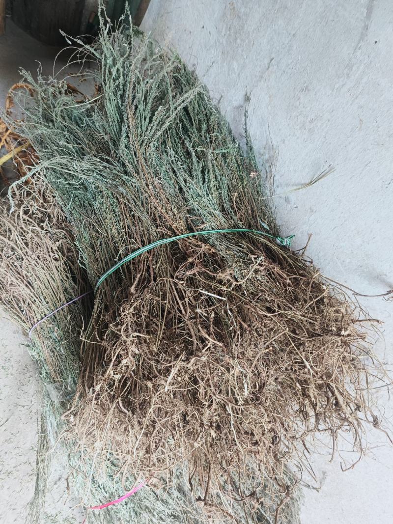 夜关门带根色好足干质量很好根多，欢迎下单