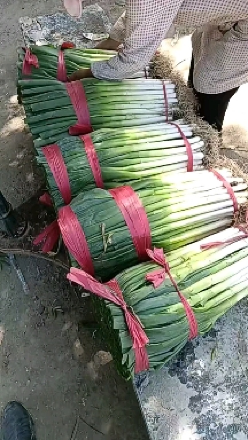 互助刚葱