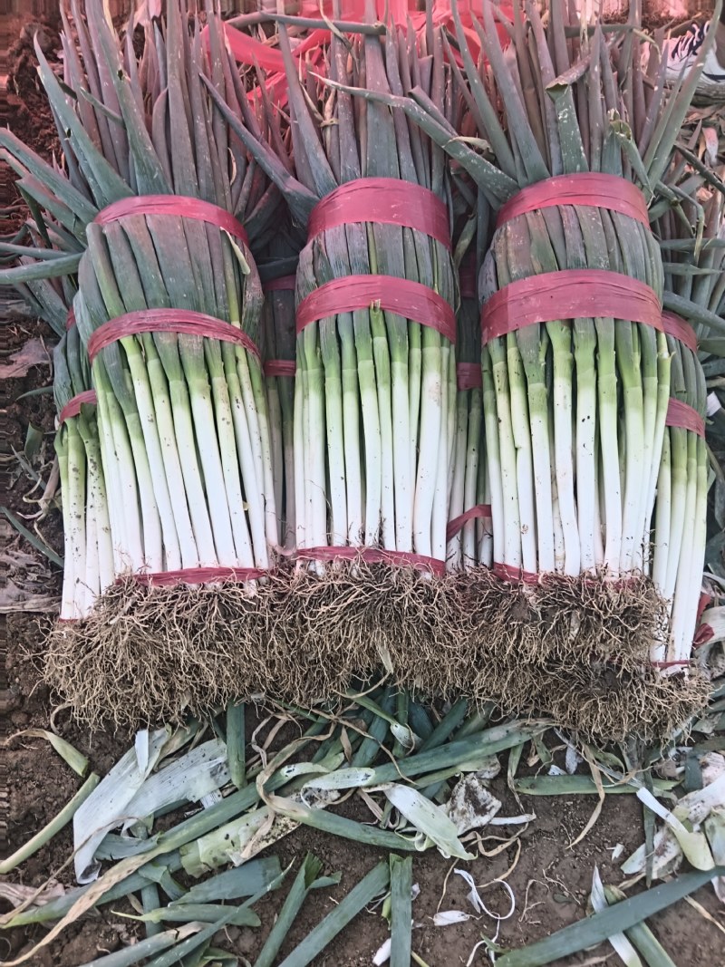 互助刚葱