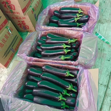 山东茄子黑宝茄子布莱迪绿把长茄量大从优发货全国