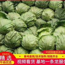 精品圆包菜甘蓝陵川产地货源一条龙服务价格品质保证