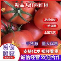 【西红柿】精品大红西红柿品质保证一手货源全国发货量大从优