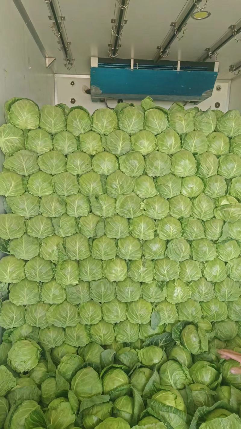 河北甘蓝/精品圆包菜/甘蓝/产地大量上市一手货源全国发货