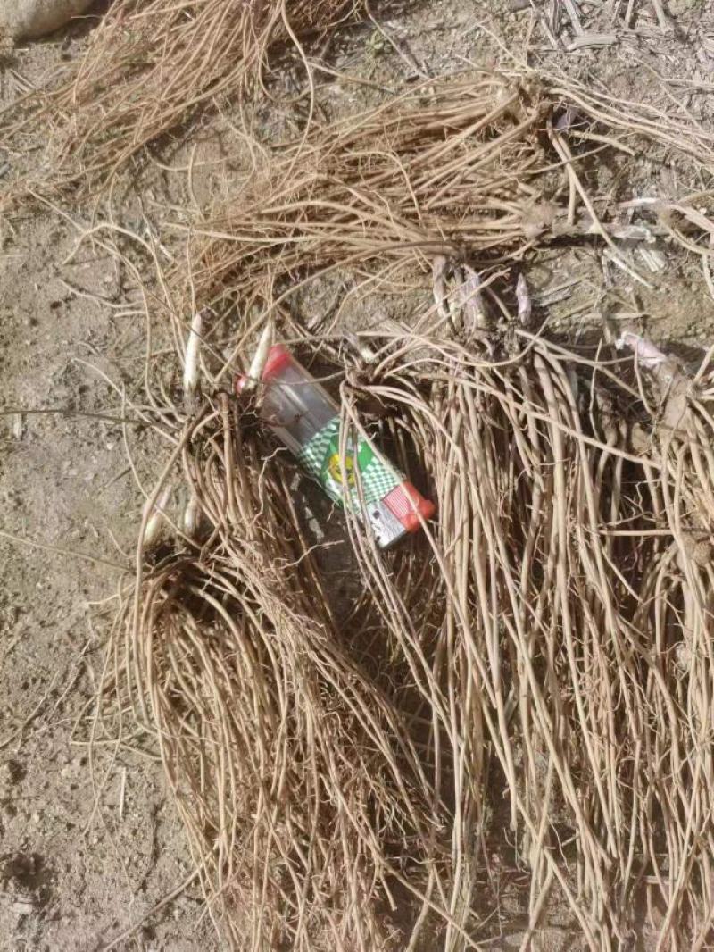 辽南凤城柳叶朱砂点苍术一年苗