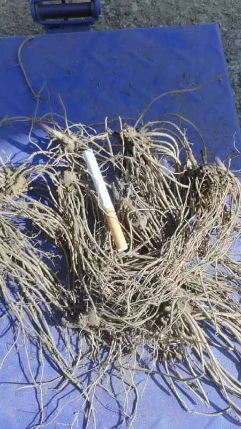 辽南凤城柳叶朱砂点苍术一年苗