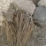 辽南凤城柳叶朱砂点苍术一年苗
