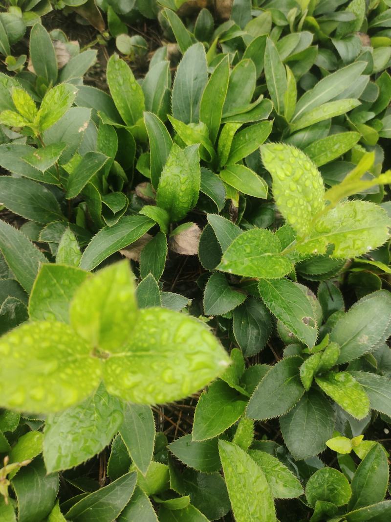 辽南凤城柳叶朱砂点苍术一年苗