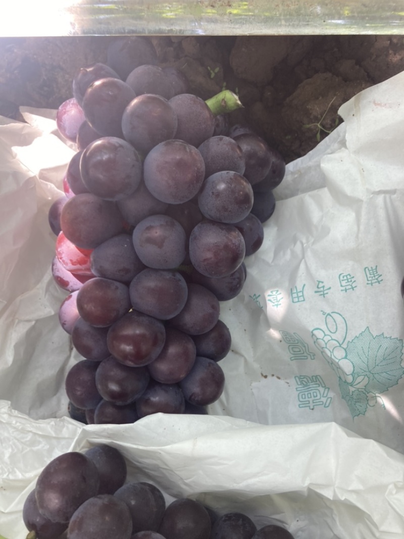 户县精品户太八号