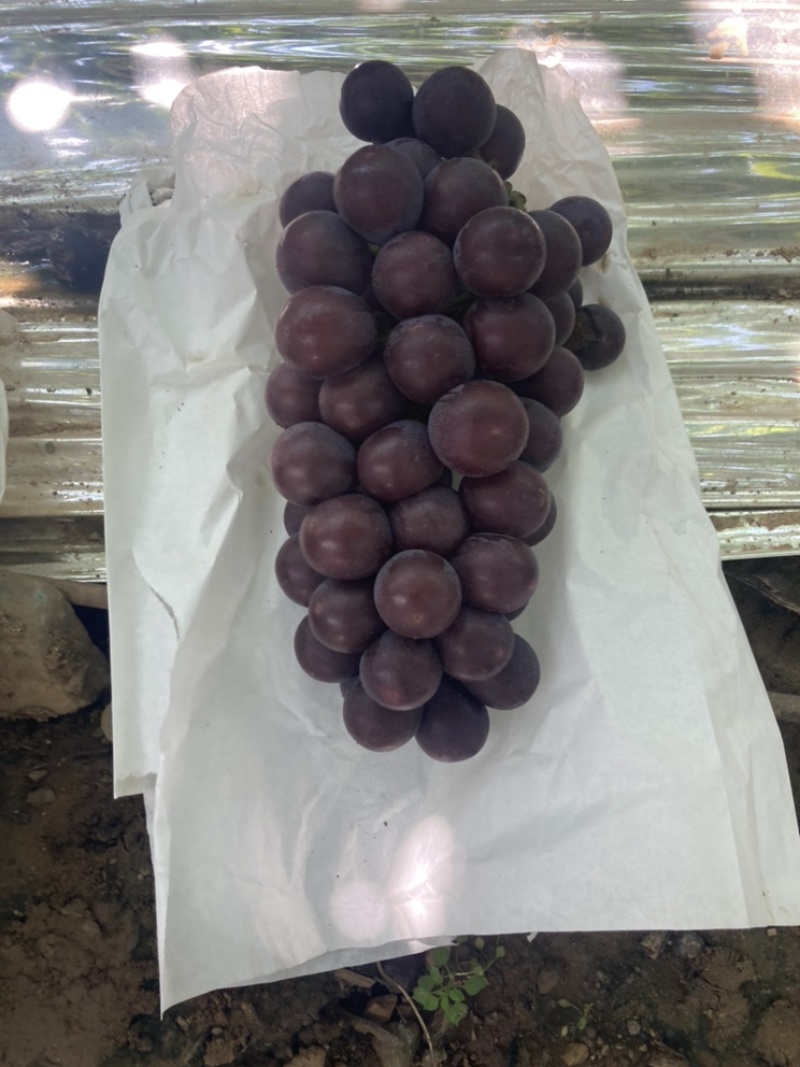 户县精品户太八号