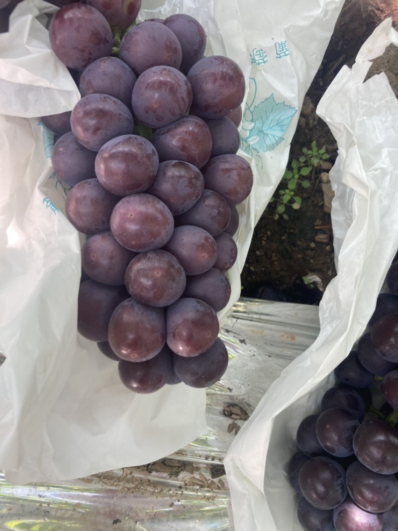 户县精品户太八号