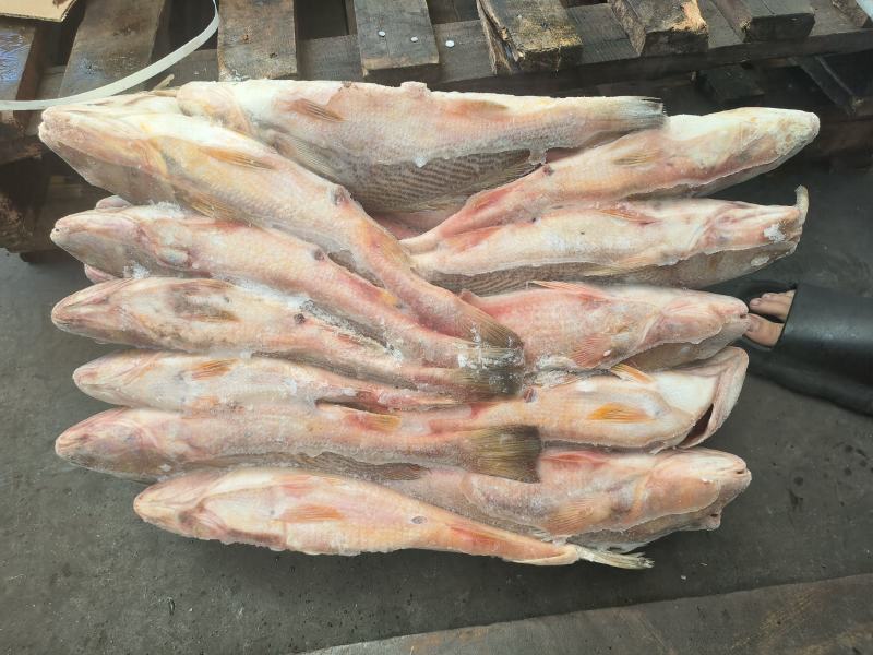 黄鱼大黄鱼乌拉圭黄鱼