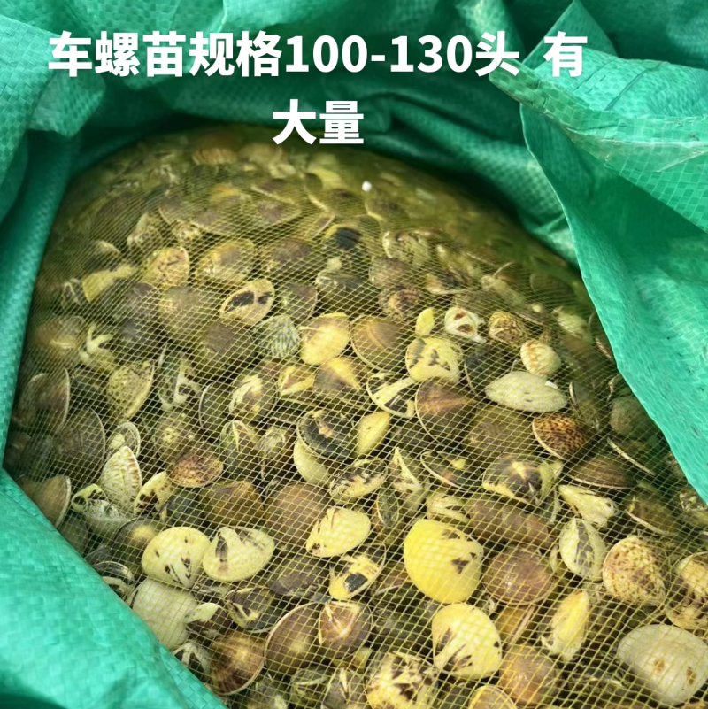 车螺苗规格100-130头大量八成螺，人工挖保质量