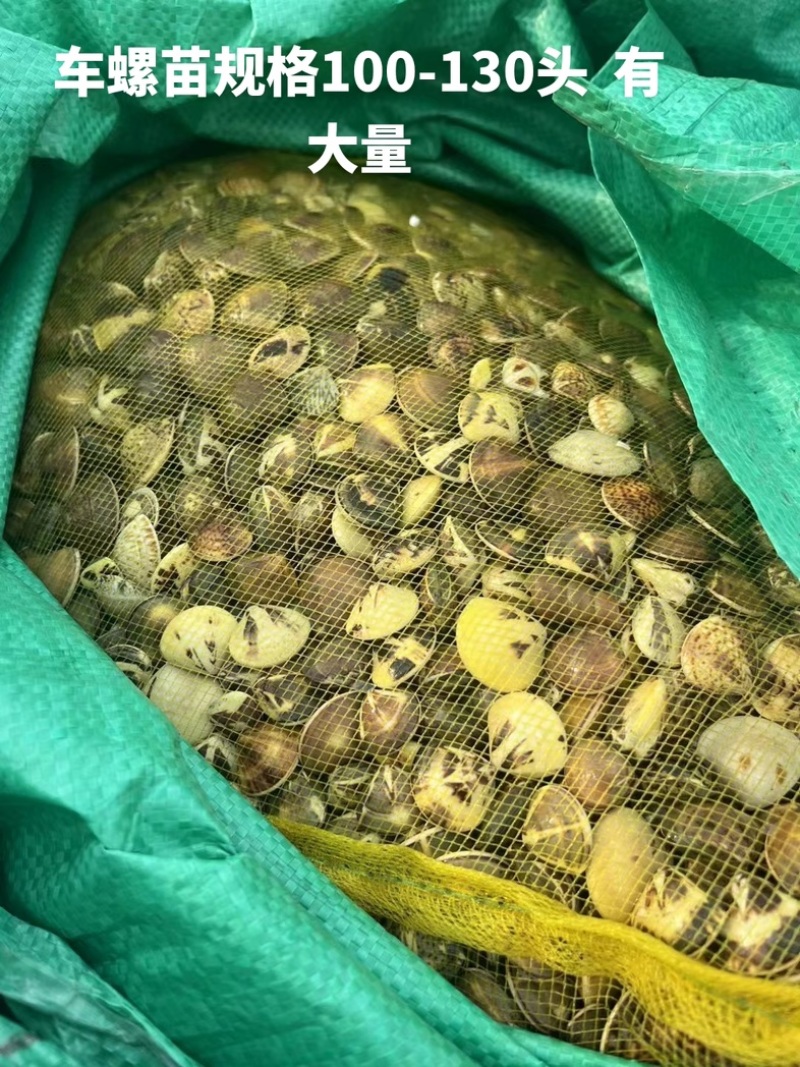 车螺苗规格100-130头大量八成螺，人工挖保质量