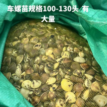 车螺苗规格100-130头大量八成螺，人工挖保质量