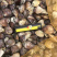 车螺苗规格100-130头大量八成螺，人工挖保质量