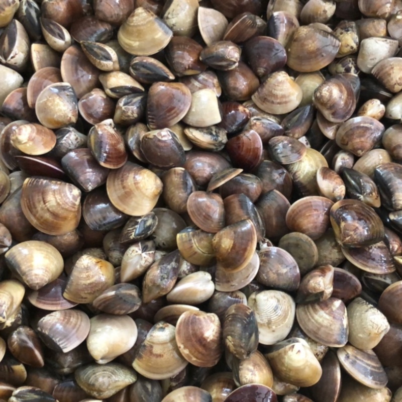车螺苗规格100-130头大量八成螺，人工挖保质量