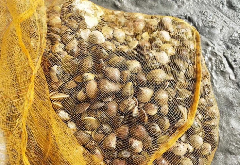 车螺苗规格100-130头大量八成螺，人工挖保质量