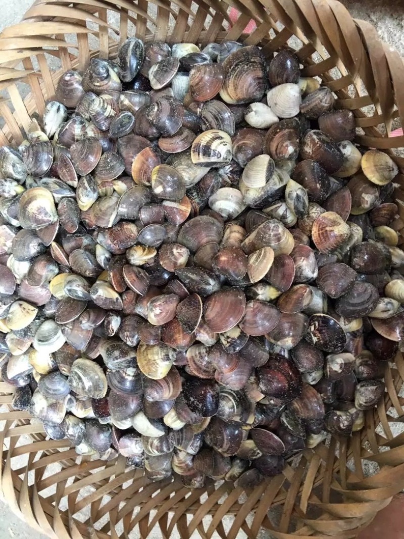 车螺苗规格100-130头大量八成螺，人工挖保质量