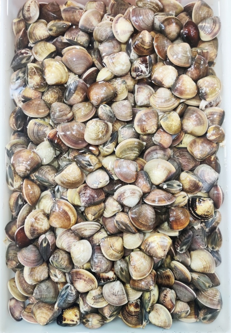 车螺苗规格100-130头大量八成螺，人工挖保质量