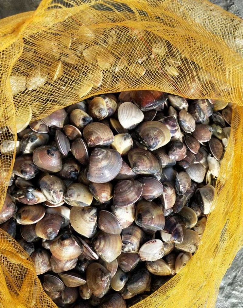 车螺苗规格100-130头大量八成螺，人工挖保质量