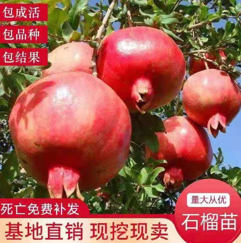 红皮黑籽石榴苗中侬红石榴苗突尼斯软籽石榴苗包品种
