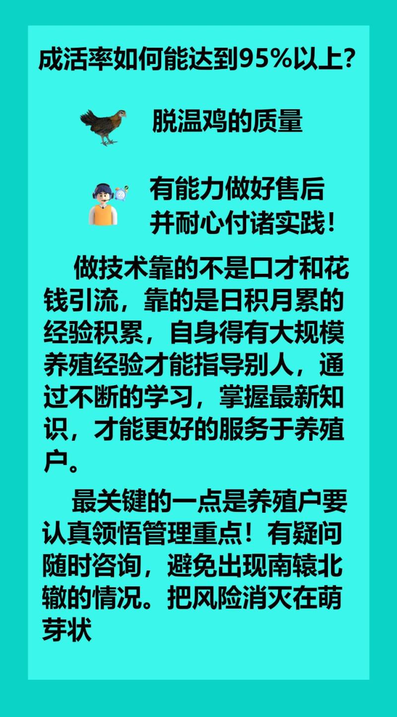 【好货推荐】河北泊头脱温柴鸡苗源头厂家包打疫苗技术指导