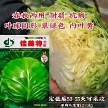 佳美特甘蓝种子春秋两用型大包头菜种子黄心甘蓝菜莲花白种子