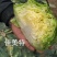 佳美特甘蓝种子春秋两用型大包头菜种子黄心甘蓝菜莲花白种子