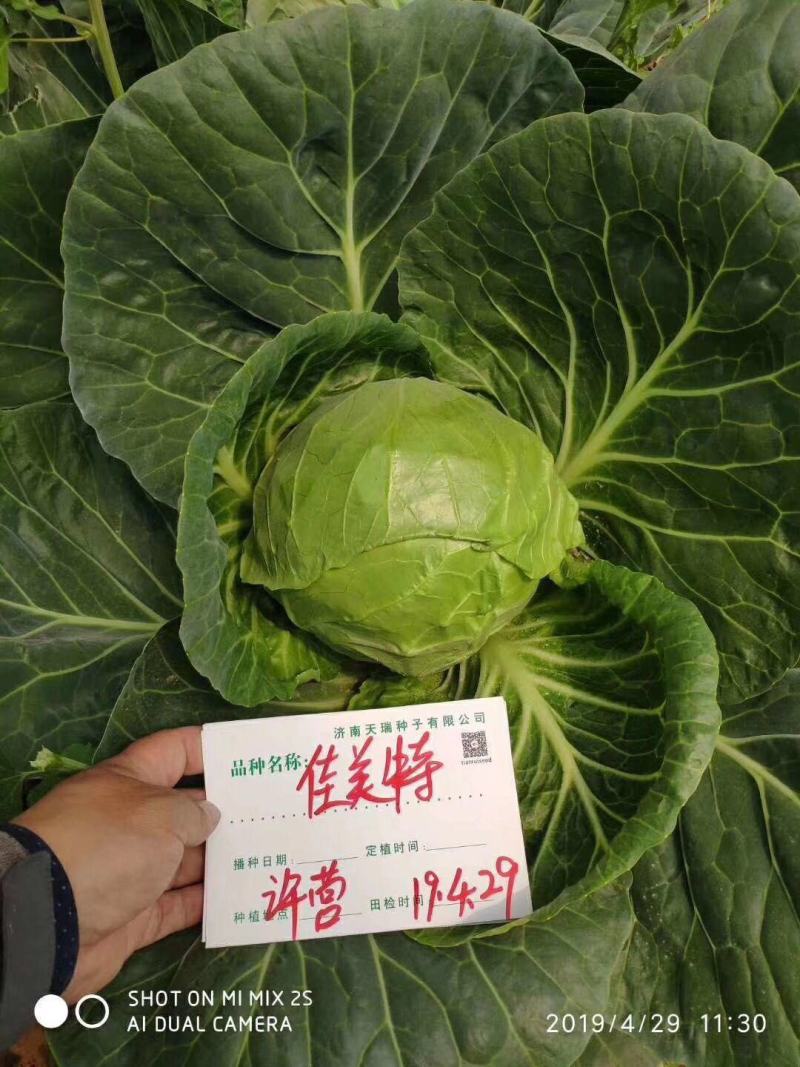 佳美特甘蓝种子春秋两用型大包头菜种子黄心甘蓝菜莲花白种子