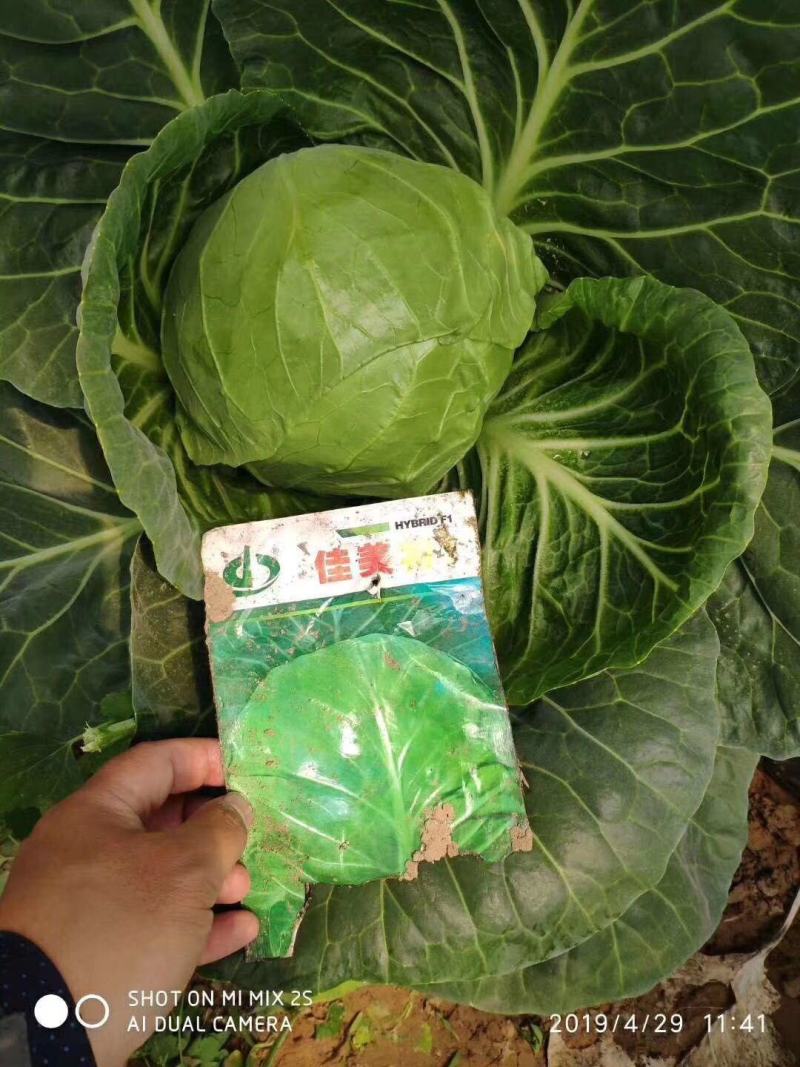 佳美特甘蓝种子春秋两用型大包头菜种子黄心甘蓝菜莲花白种子