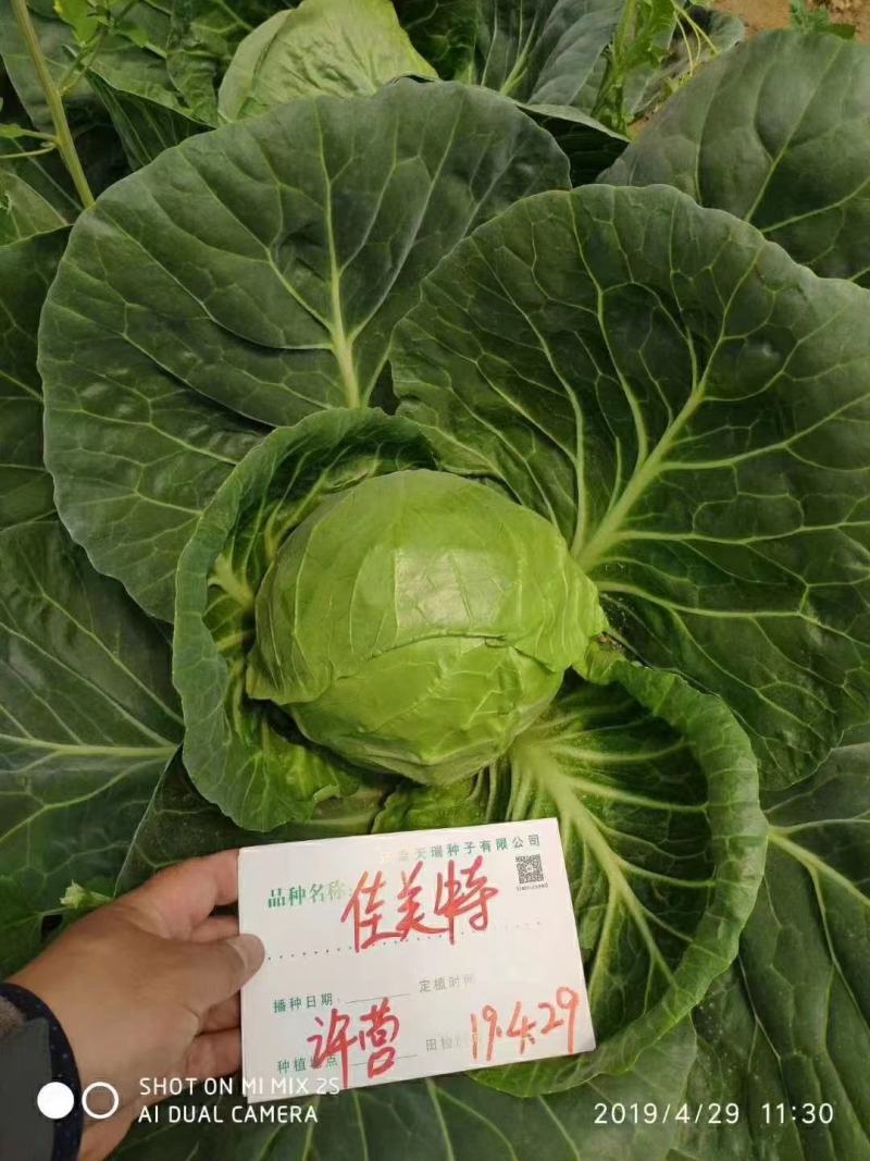 佳美特甘蓝种子春秋两用型大包头菜种子黄心甘蓝菜莲花白种子