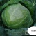 佳美特甘蓝种子春秋两用型大包头菜种子黄心甘蓝菜莲花白种子