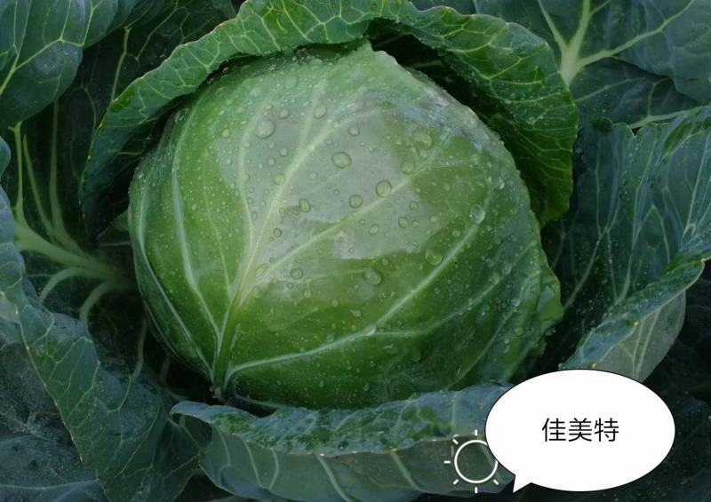 佳美特甘蓝种子春秋两用型大包头菜种子黄心甘蓝菜莲花白种子