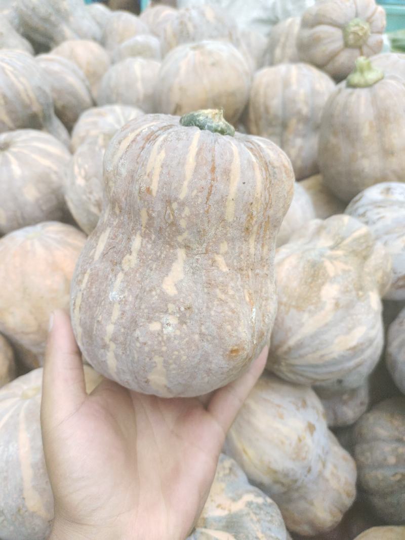 精品金香玉小南瓜价格美丽大量供应质量保证代发全国