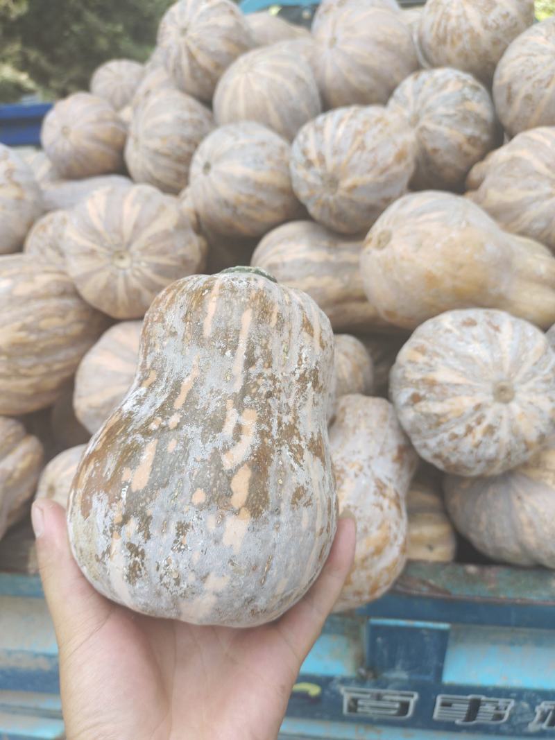 精品金香玉小南瓜价格美丽大量供应质量保证代发全国