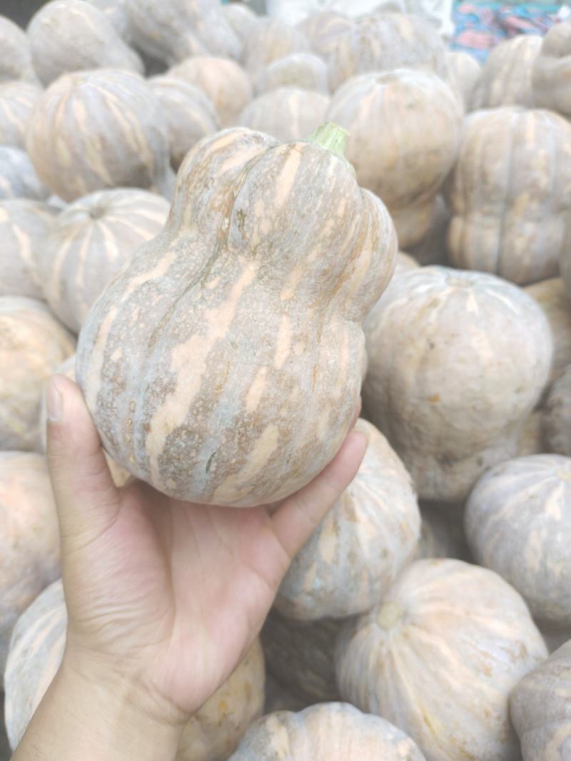 精品金香玉小南瓜价格美丽大量供应质量保证代发全国