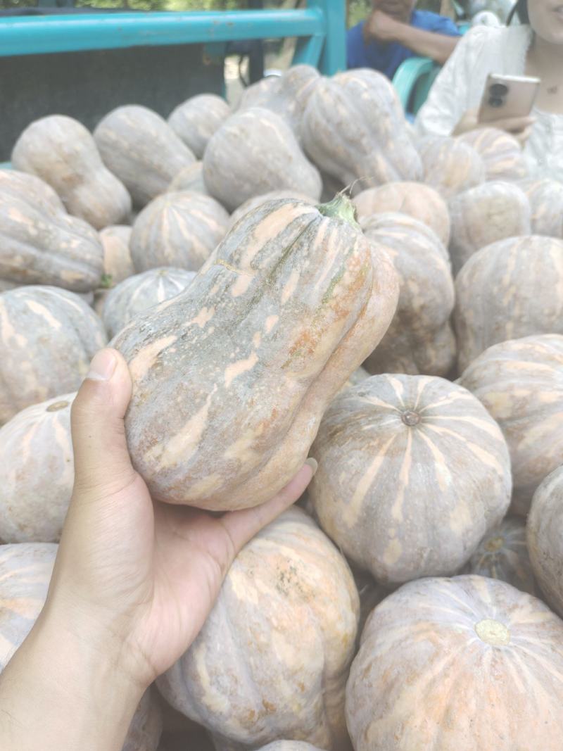 精品金香玉小南瓜价格美丽大量供应质量保证代发全国