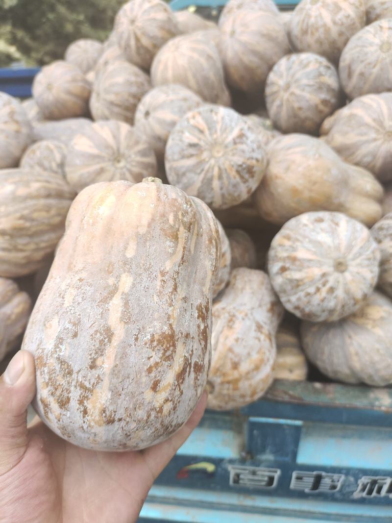 精品金香玉小南瓜价格美丽大量供应质量保证代发全国