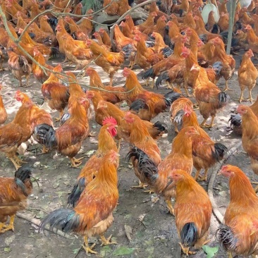 3800只中阉，均4斤，黄脚黄肉毛水可以，接大小车，